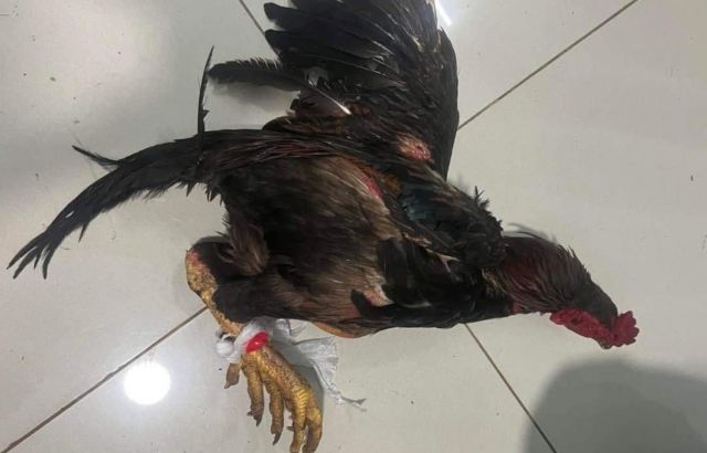 Trộm gà hàng xóm có thể đi tù